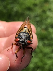 Magicicada cassinii
