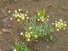 Lomatium triternatum anomalum