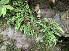 Asplenium trichomanes