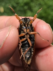 Magicicada cassinii