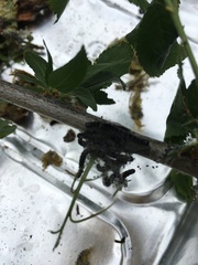 Yponomeuta evonymella