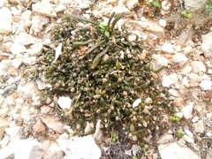 Lithophila muscoides
