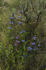 Penstemon subglaber