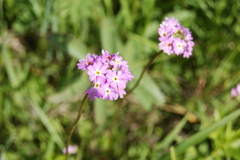 Primula longiscapa