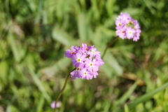 Primula longiscapa