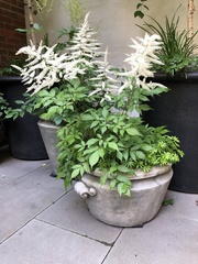 Astilbe