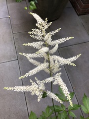 Astilbe