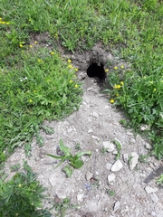 Marmota marmota