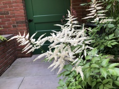 Astilbe