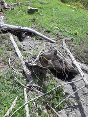 Marmota marmota