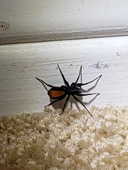 Castianeira descripta