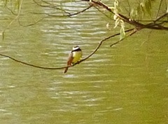 Pitangus sulphuratus