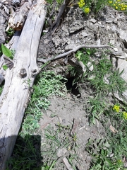 Marmota marmota