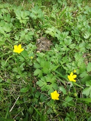Ranunculus repens