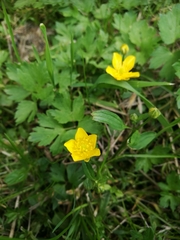 Ranunculus repens