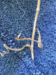 Bromus sterilis