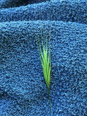 Bromus sterilis