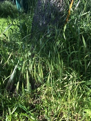Bromus sterilis