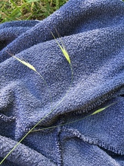 Bromus sterilis