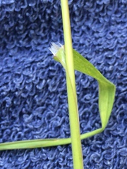 Bromus sterilis