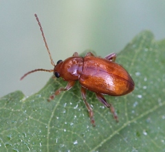 Neocrepidodera transversa