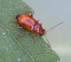 Neocrepidodera transversa