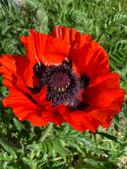 Papaver orientale