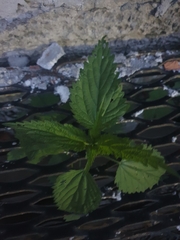 Urtica dioica