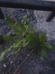 Taraxacum officinale