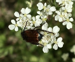 Phyllopertha horticola