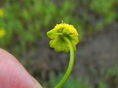 Lomatium cous