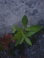 Lactuca serriola