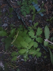 Chelidonium majus