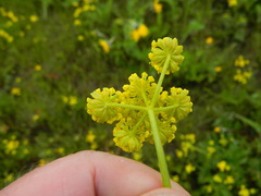 Lomatium cous