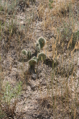 Opuntia polyacantha polyacantha