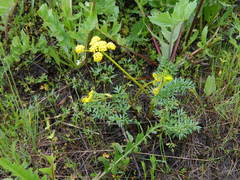 Lomatium cous