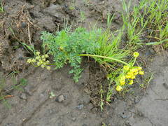Lomatium cous