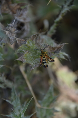 Pyropteron minianiforme