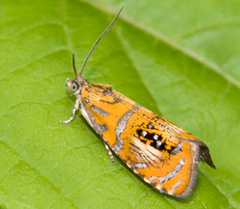 Olethreutes arcuella