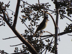 Myiarchus tyrannulus
