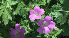 Geranium × oxonianum