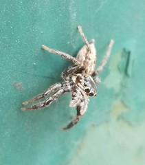 Leptofreya