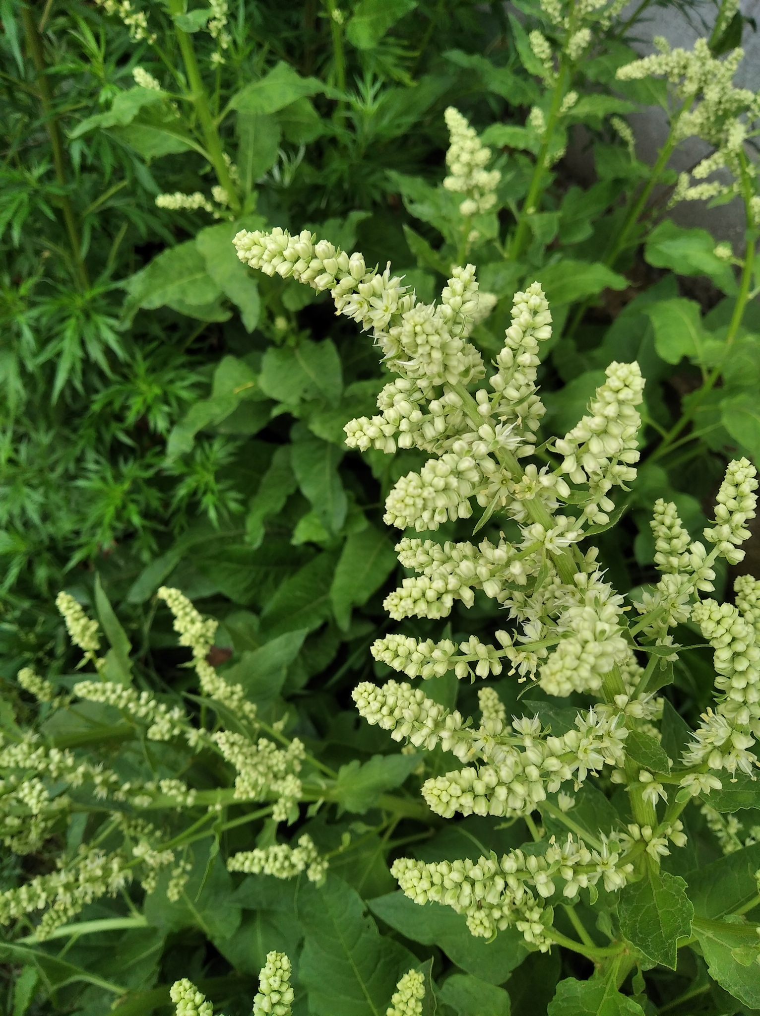 Beta trigyna