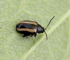 Phyllotreta nemorum