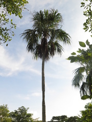 Sabal mauritiiformis