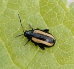 Phyllotreta nemorum