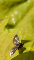 Adela reaumurella