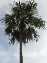 Sabal mauritiiformis