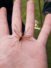Tanyptera atrata