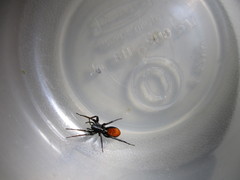 Castianeira occidens